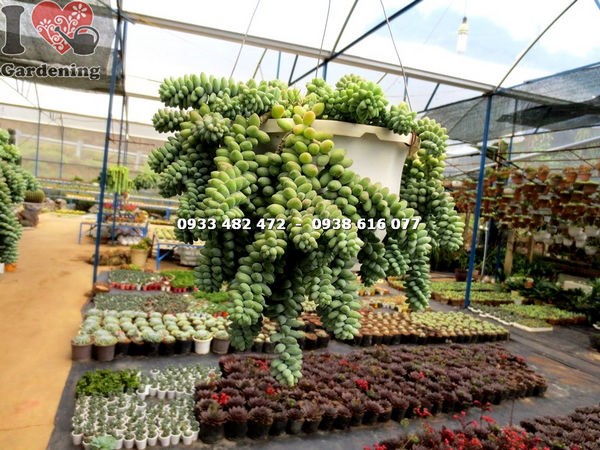 Cây chuỗi ngọc bi hạt tròn - hình ảnh thực tế tại vườn ILG