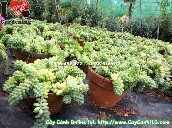 cây chuỗi ngọc bi viên bi xanh mướt đẹp