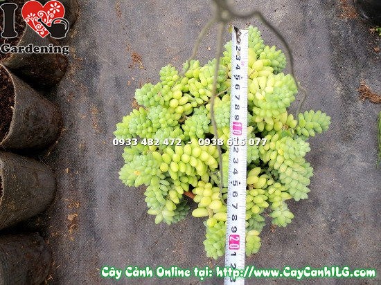 cây chuỗi ngọc bi ánh sáng gần cửa sổ nội thất