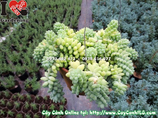 cây chuỗi ngọc bi nhân giống giâm cành
