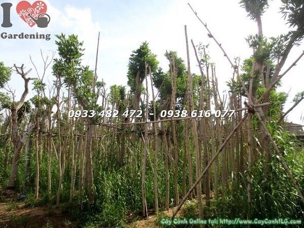 Cây chuông vàng cao 6m đang dưỡng - Ms 21641 - ILG