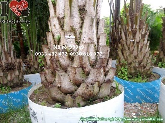 Cây cọ dầu đường kính 0,7m – tán lá phát triển đẹp
