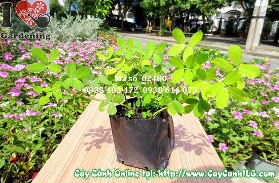 Cỏ đậu phộng phủ xanh sân vườn và công trình cảnh quan