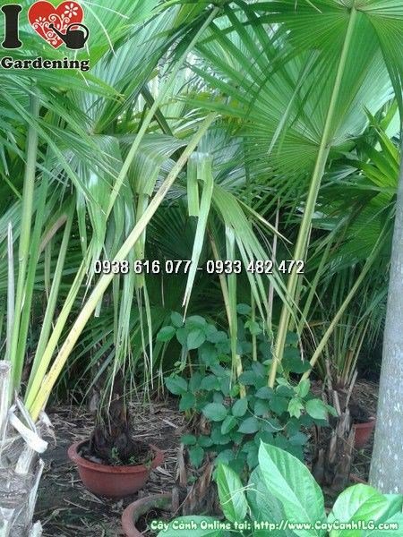 Cây cọ mỹ vuốt lá cao 1m2 – Ms 24652 – vườn cây ILG