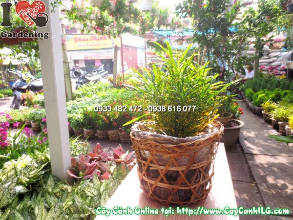 Cây cô tòng lá màu đẹp tại vườn ILG