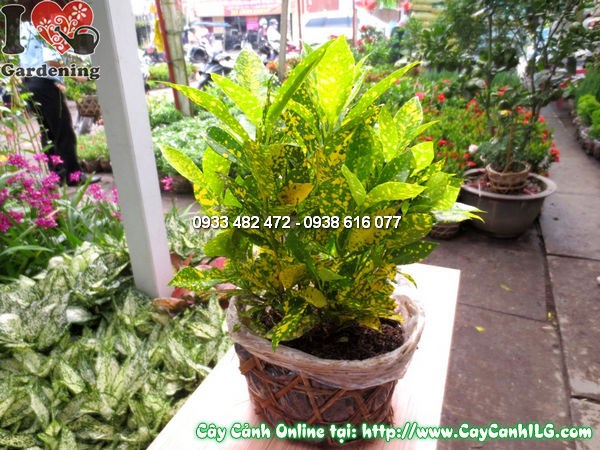 Cây cô tòng 30cm trồng cảnh quan sân vườn