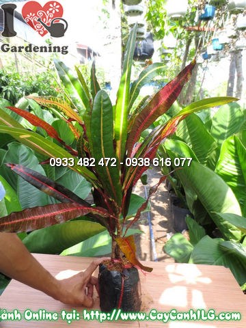 Cây Cô Tòng Đuôi Lươn lá màu đẹp tại vườn ILG
