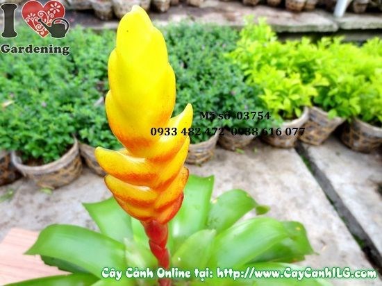 Chăm sóc cây cờ vàng 35cm – đất, nước, ánh sáng
