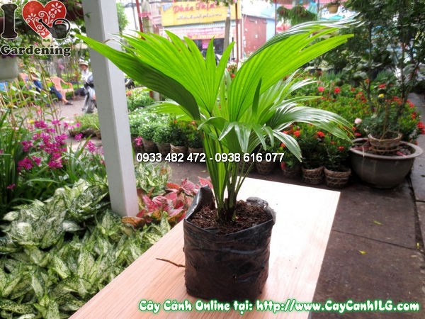 Cây cọ xẻ cao 20cm - cây giống nhỏ đẹp