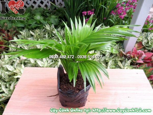 Cây cọ xẻ cao 20cm - trồng chậu trang trí