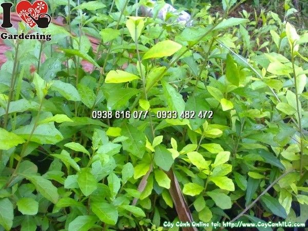 Cây Cúc Tần Ấn Độ lá rủ đẹp dùng trang trí sân vườn và ban công