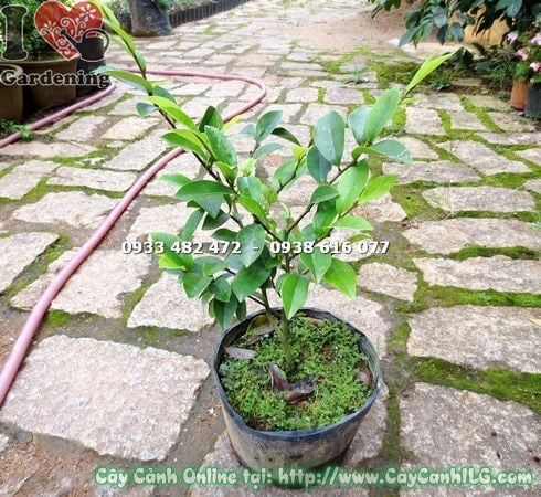 Cây Dạ Hợp Hương giống cao 30cm – cây con khỏe, sẵn sàng trồng