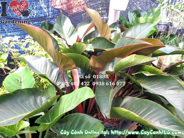 cây đại hoàng đế 50cm trang trí văn phòng nội thất sang trọng