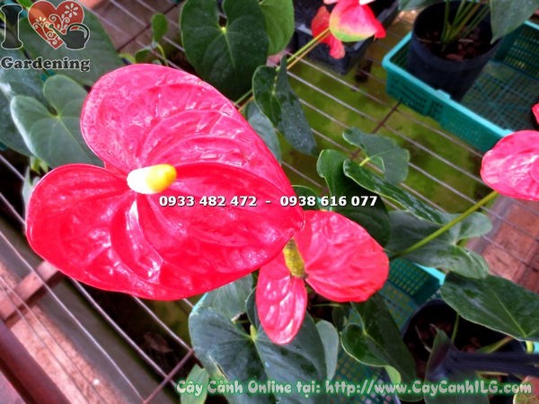 Hoa đại hồng môn đỏ bóng đẹp trên nền lá xanh