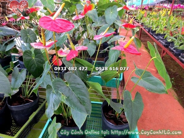 Cây đại hồng môn hoa đỏ đẹp trang trí nội thất