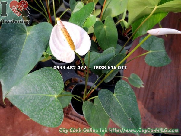 Nhận biết và xử lý sâu bệnh cây Đại Hồng Môn Hoa Trắng