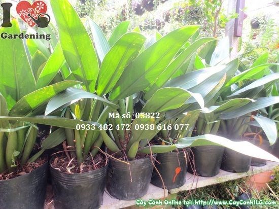 Cây Đại Phát Tài tươi tốt xanh mướt tại vườn ILG