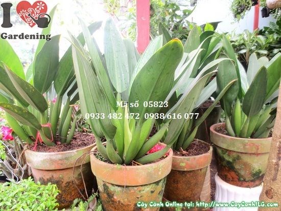 Cây Đại Phát Tài lớn trang trí không gian văn phòng