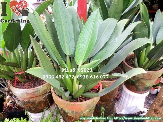 Cây Đại Phát Tài lớn xanh tốt tại vườn ILG