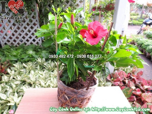 Hoa dâm bụt rực rỡ nhiều màu sắc – cây cao 30cm
