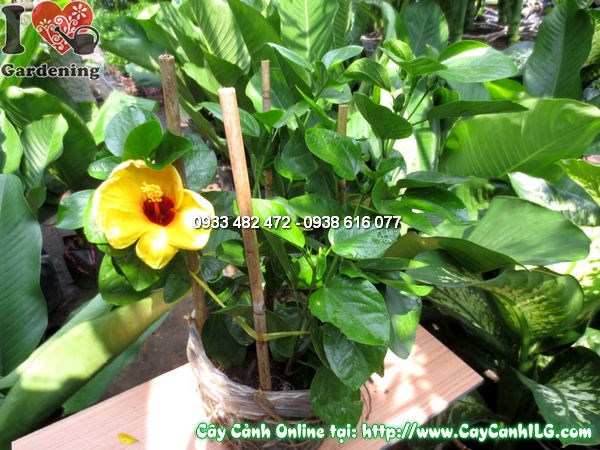 Hoa dâm bụt mỹ nở rộ rực rỡ – kích thước 35cm