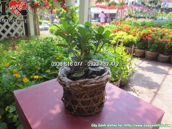 Cây da Nhật trong không gian có ánh sáng tự nhiên