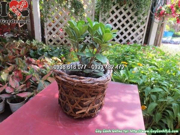 Tạo dáng bonsai cây da Nhật bằng cách cắt tỉa
