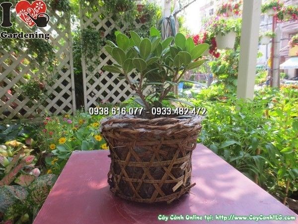 Chậu và đất trồng cây da Nhật chuẩn