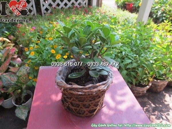Bộ rễ cổ kính đặc trưng của cây da Nhật