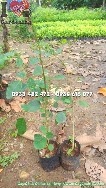 Cây đàn hương đỏ giống – đặc điểm thân lá