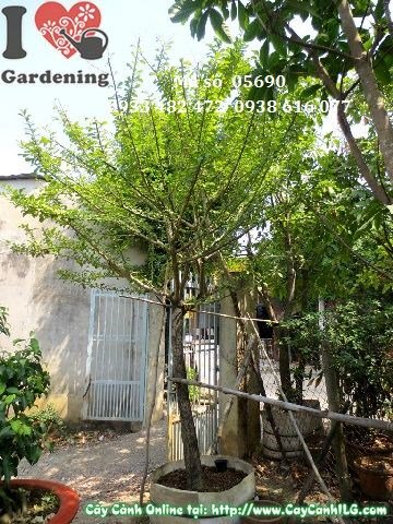 Cây đào tiên tán tròn đều cao 3m - Ms 05690