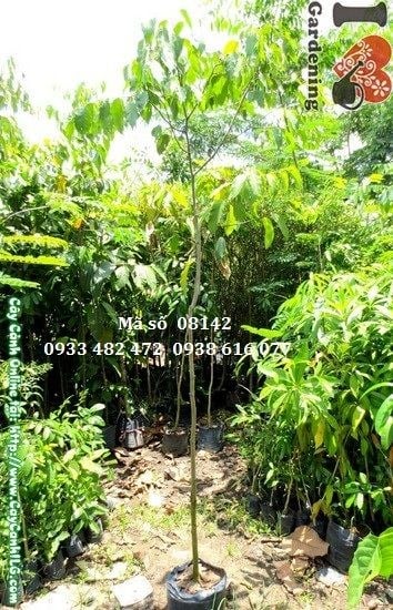 Cây dầu cao 2,5m tán lá xanh mướt - ILG cung cấp sỉ lẻ