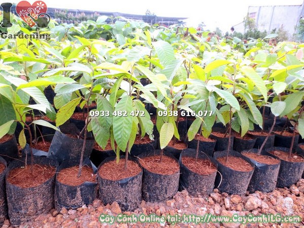 Cây dầu giống cao 30cm – cây con chất lượng tại ILG