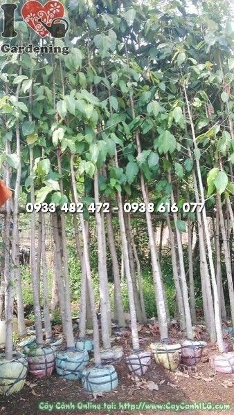 Cây dầu rái cao 4,5m Ms 22153 tán rộng bóng mát
