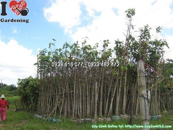 Cây dầu rái cao 4m thân gỗ cứng cáp tán xanh