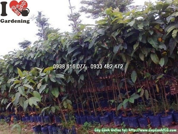 Cây dầu rái giống cao 2m – cung cấp sỉ lẻ tại ILG