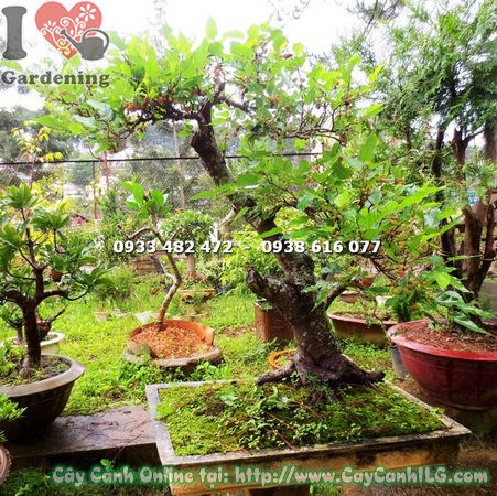 Cây dâu tằm bonsai cao 1m – dáng bonsai đẹp, thân gỗ chắc khỏe