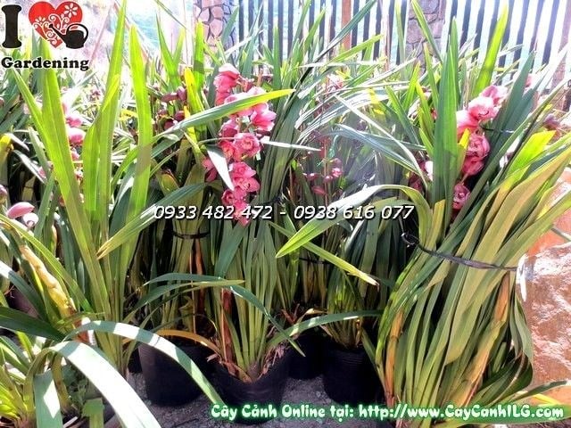 Hoa địa lan Tết màu hồng rực rỡ dịp Xuân
