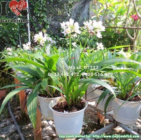Cây địa lan trắng giống mới cao 40cm Ms 07712 tại ILG
