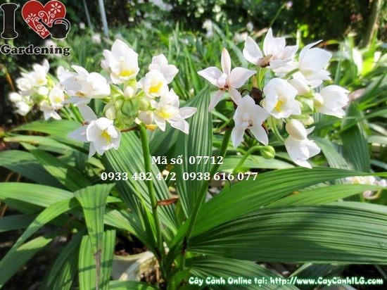 Hình ảnh cây địa lan trắng giống mới hoa nở đẹp cao 40cm