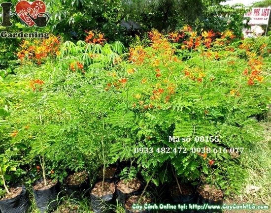 Cây điệp cúng 1,1m trồng sân vườn cảnh quan công trình