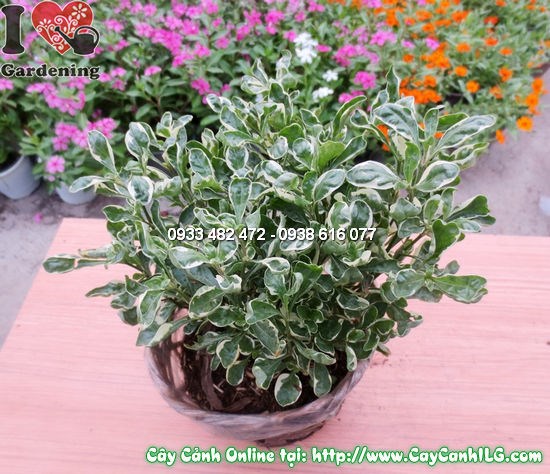 Chăm sóc cây diệu bò vằn cao 15cm trồng thảm cảnh quan