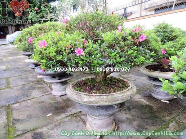 Tán cây đỗ quyên bonsai 70cm cân đối sau khi tỉa