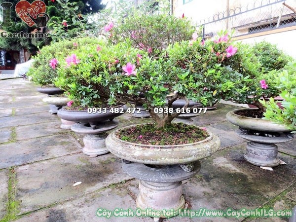 Cây đỗ quyên bonsai 70cm trang trí sân vườn đẹp