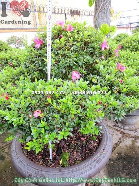 Chăm sóc cây đỗ quyên bonsai cao 75cm ms 12933