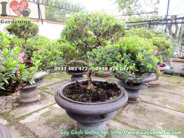 cây đỗ quyên bonsai đẹp cao 75cm ms 12975 hoa rực rỡ tán đẹp