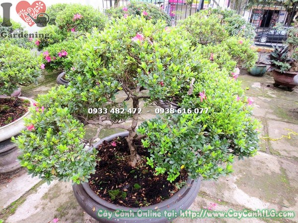 đặc điểm cây đỗ quyên bonsai đẹp cao 75cm hoa nhiều màu