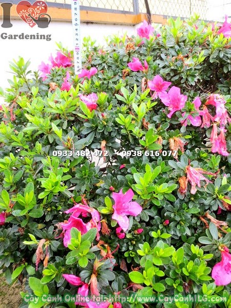 Cây đỗ quyên bonsai đẹp cao 80cm Ms 16584 dáng nghệ thuật hoa rực rỡ