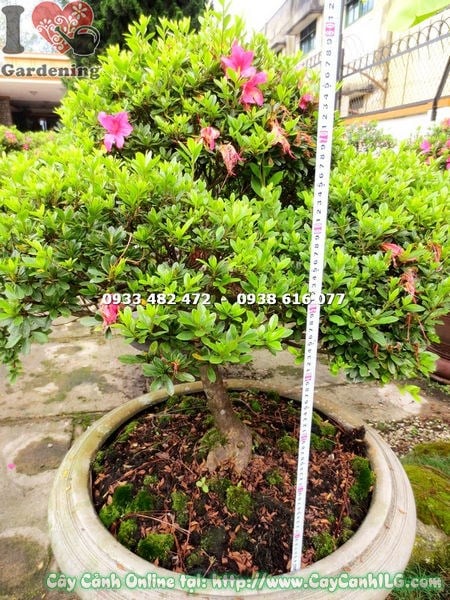 Dáng bonsai đỗ quyên đẹp cao 85cm nhìn từ trên xuống
