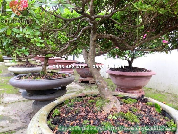 Hoa đỗ quyên bonsai đẹp cao 85cm nở rực rỡ